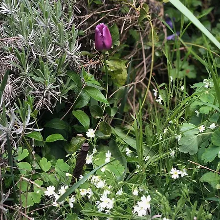 Σπίτι διακοπών Les Rosiers *